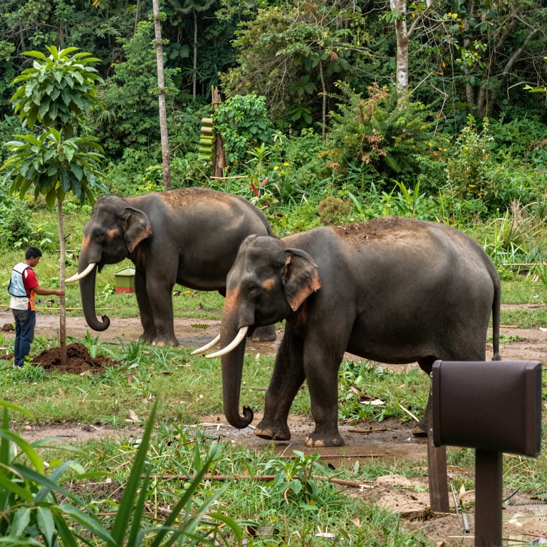 Iniziative Cruciali per Preservare gli Habitat degli Elefanti in Pericolo di Estinzione