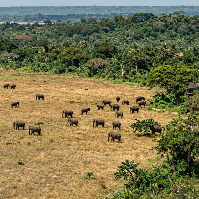 Iniziative Globali per Preservare l'Habitat Naturale degli Elefanti
