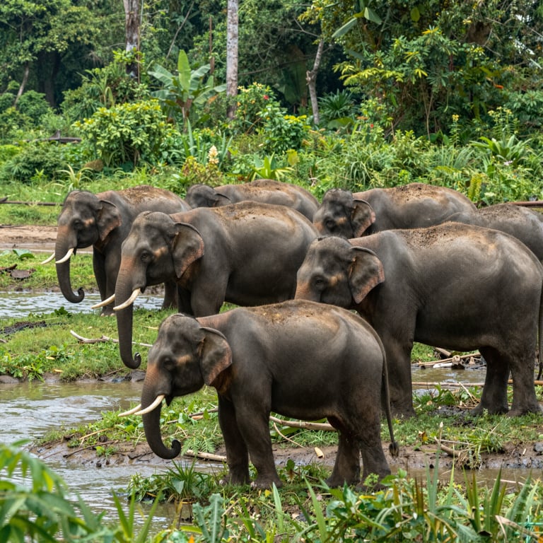 Preservazione Habitat Elefanti: Iniziative Chiave per la Tutela della Fauna Selvatica