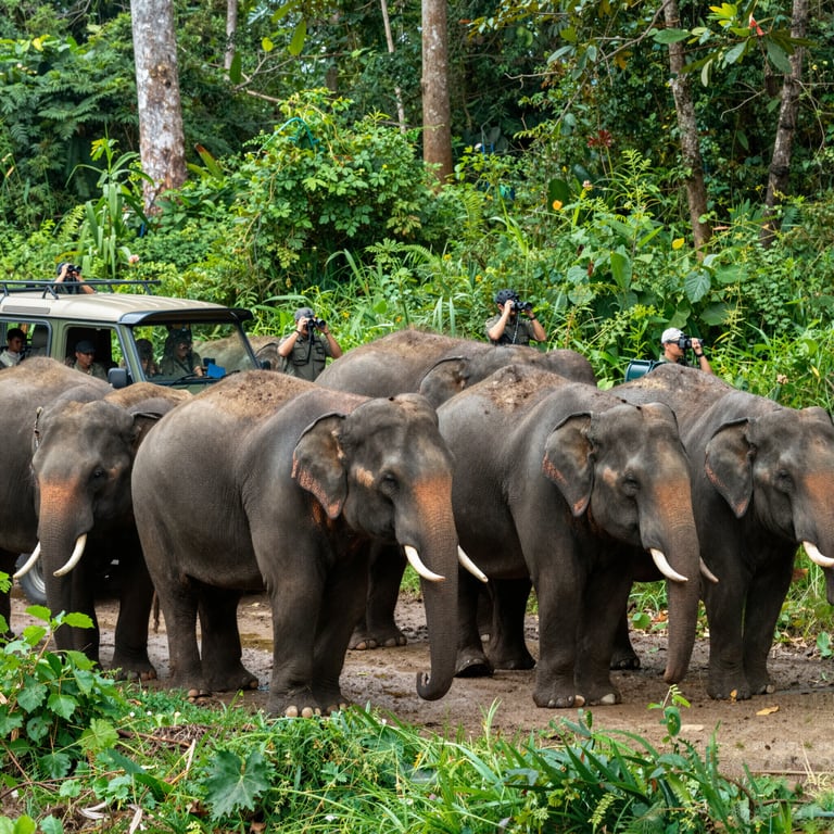 Proteggere gli Elefanti nel Mondo: Azioni Concrete contro il Bracconaggio