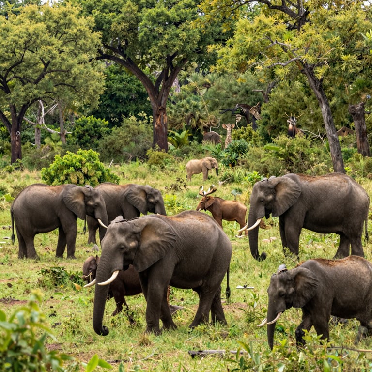 Iniziative della African Wildlife Foundation per Proteggere l'Abitat degli Elefanti nel 2026