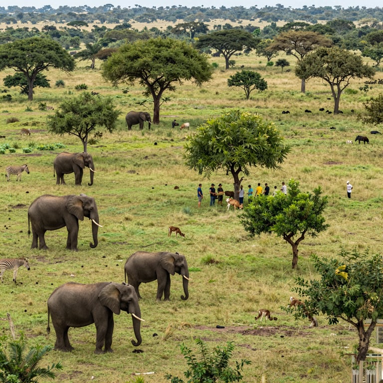 Iniziative Globali per la Protezione degli Elefanti: Salvaguardia Habitat e Lotta al Bracconaggio
