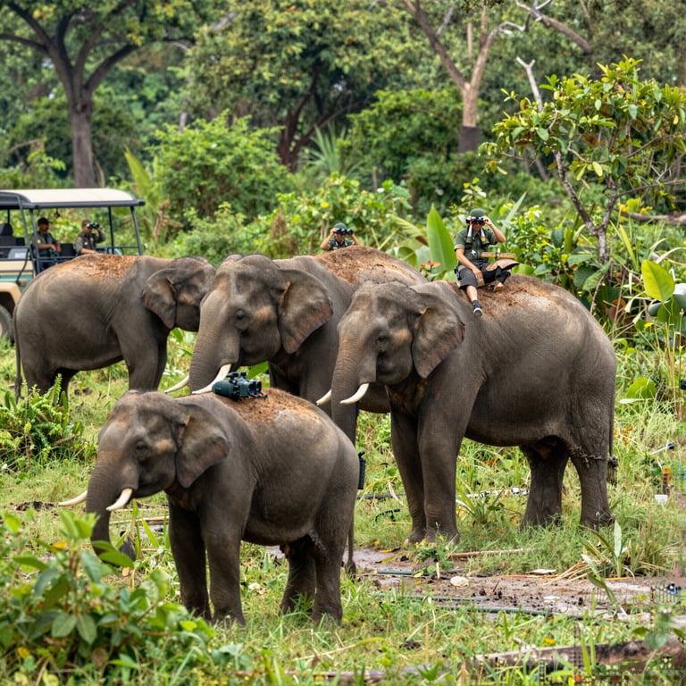 Campagne contro il Bracconaggio: Strategie per Salvare gli Elefanti dal Pericolo Imminente