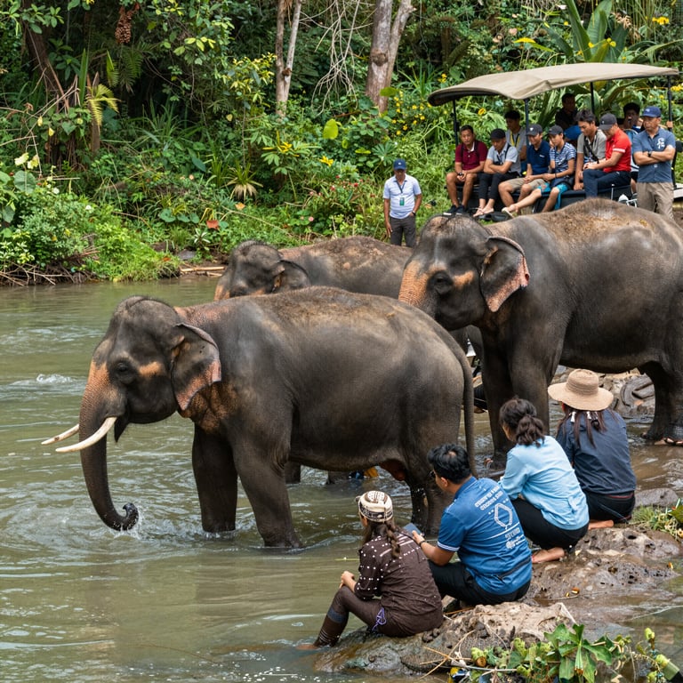 Come il Turismo Responsabile Aiuta a Salvare gli Elefanti dalla Scomparsa