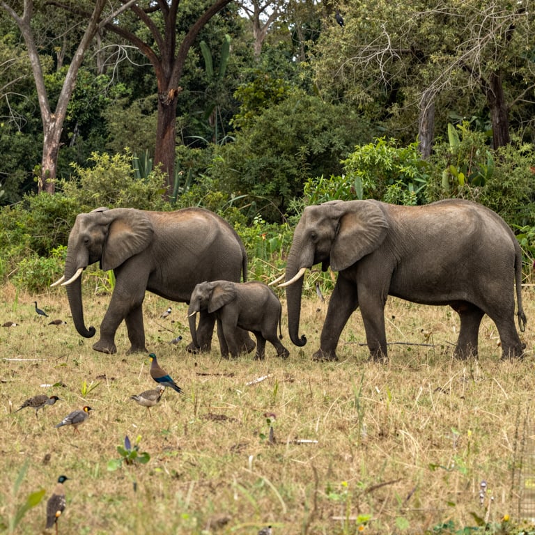 Campagne per Salvare gli Elefanti in Pericolo: Protezione della Fauna Selvatica Globale