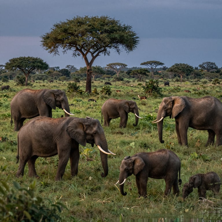 Avanzare il Piano d'Azione per la Tutela Globale degli Elefanti nel 2026