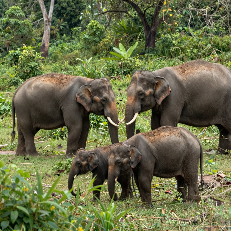 Modi Efficaci per Sostenerci nella Salvaguardia degli Elefanti