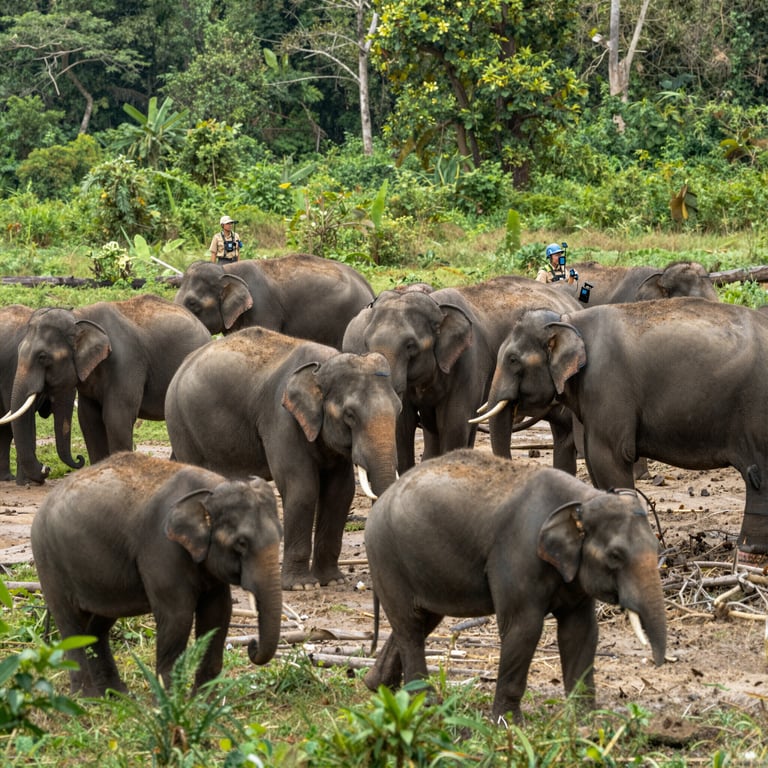 Strategie Efficaci per la Protezione e Conservazione degli Elefanti Selvatici