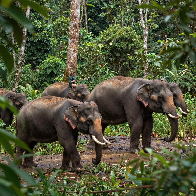 Iniziative per proteggere gli elefanti forestali rari in Vietnam