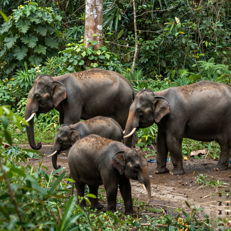 Strategie Efficaci per Proteggere gli Elefanti della Foresta Nera