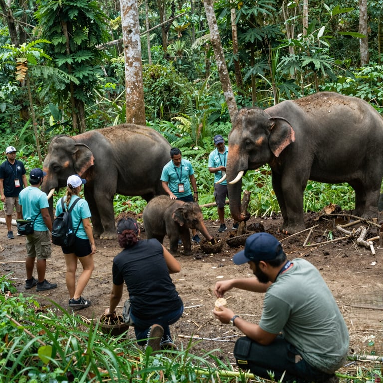 Come Contribuire alla Salvaguardia degli Elefanti in Ambienti Minacciati