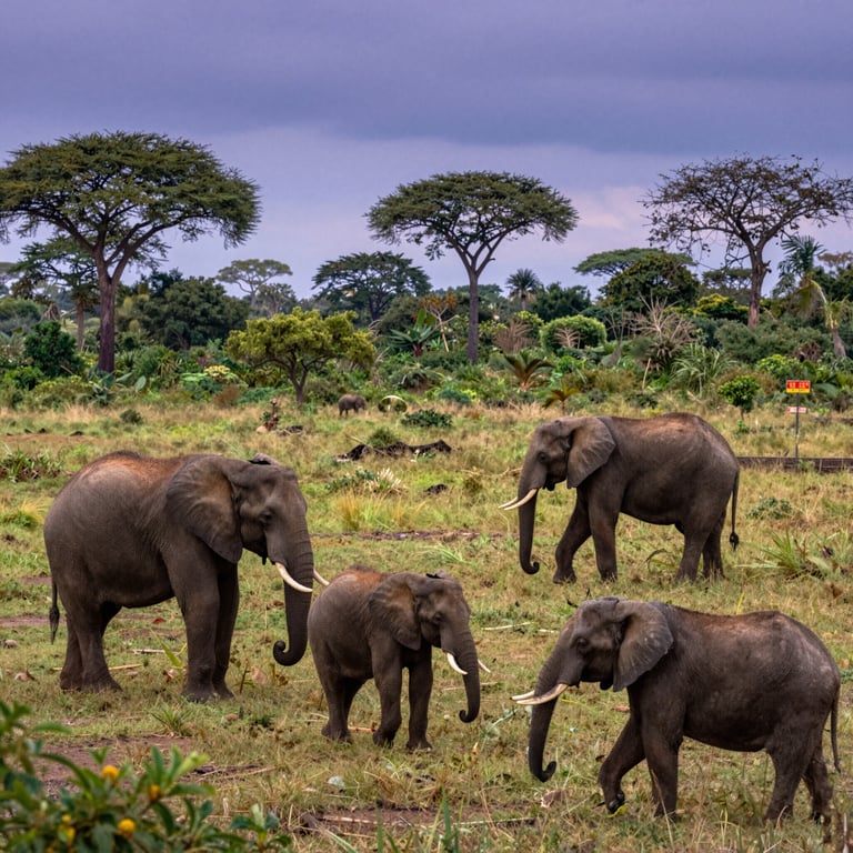 Proteggere gli Elefanti: Iniziative Globali per la Conservazione Ambientale