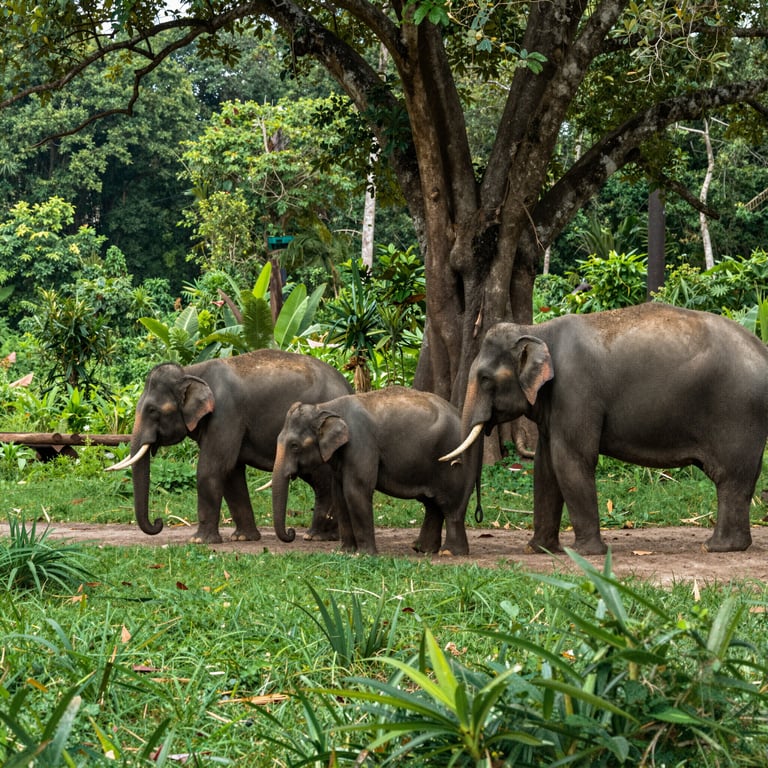 Conservazione degli Habitat Elefanti: Sforzi per Difendere le Specie in Pericolo Estinzione