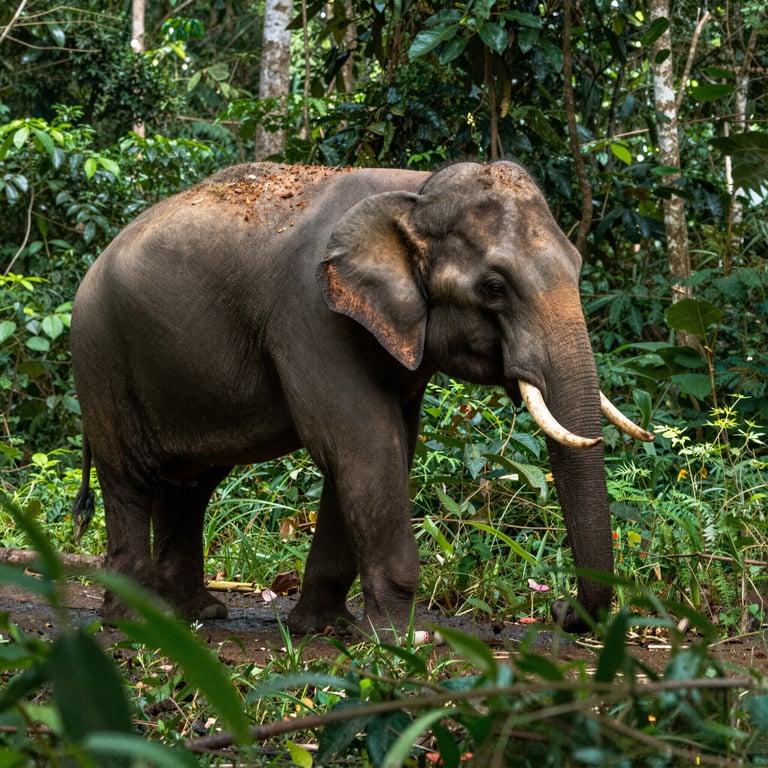Proteggete gli Elefanti della Foresta in Liberia Attraverso Donazioni Essenziali nel 2026
