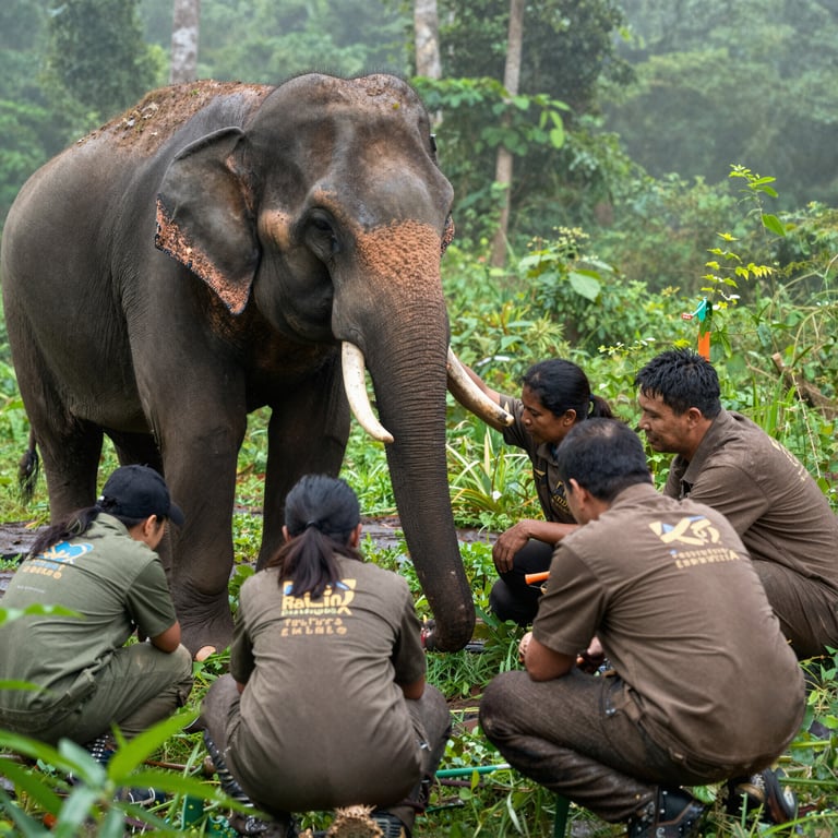 Come le Organizzazioni Salvano la Popolazione Elefantina in Pericolo