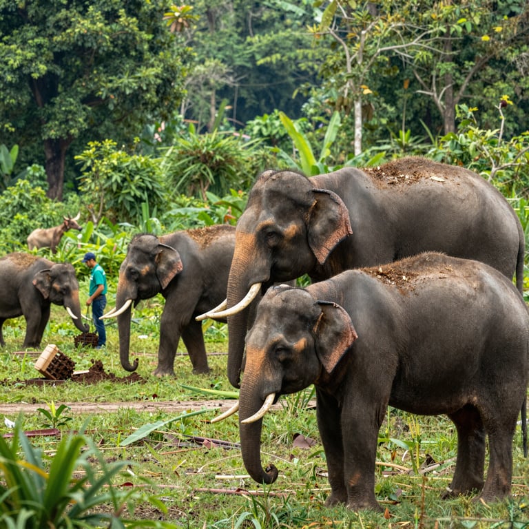 Sostegno a Progetti Ecologici per Salvaguardare il Futuro degli Elefanti Asiatici
