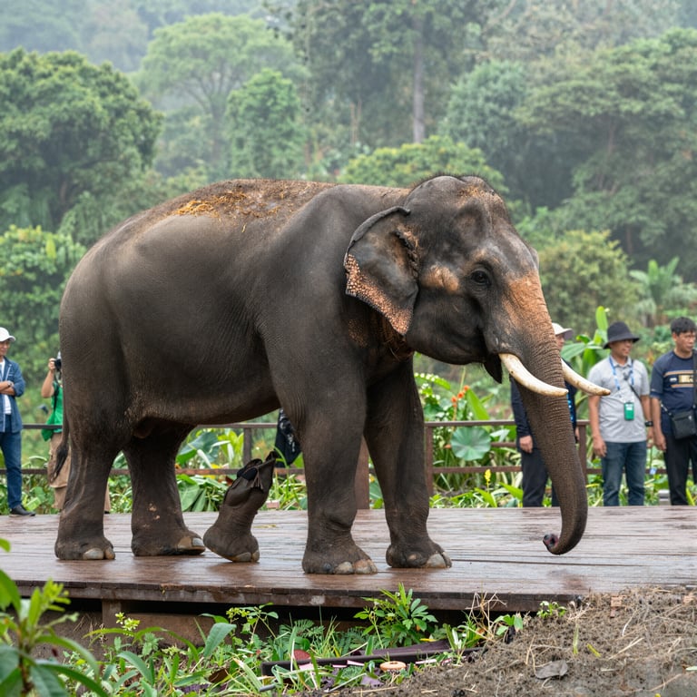 Proteggere gli Elefanti: Come il Turismo Aiuta la Conservazione Asiatica