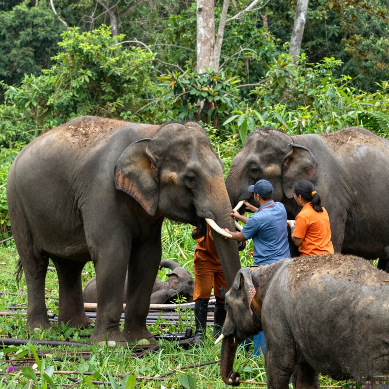 Iniziative di conservazione: salvataggio e riabilitazione degli elefanti selvatici