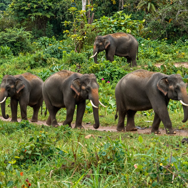 Conservazione Habitat Elefanti: Azioni per Preservare la Fauna Selvatica e Biodiversità