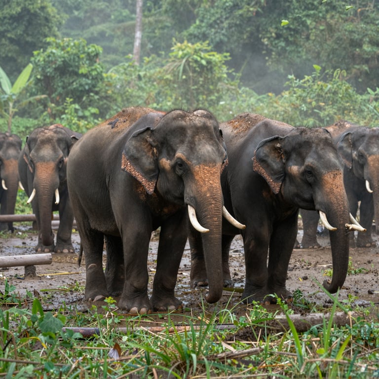 Iniziative Strategiche per Salvare gli Elefanti in Vietnam nel 2026