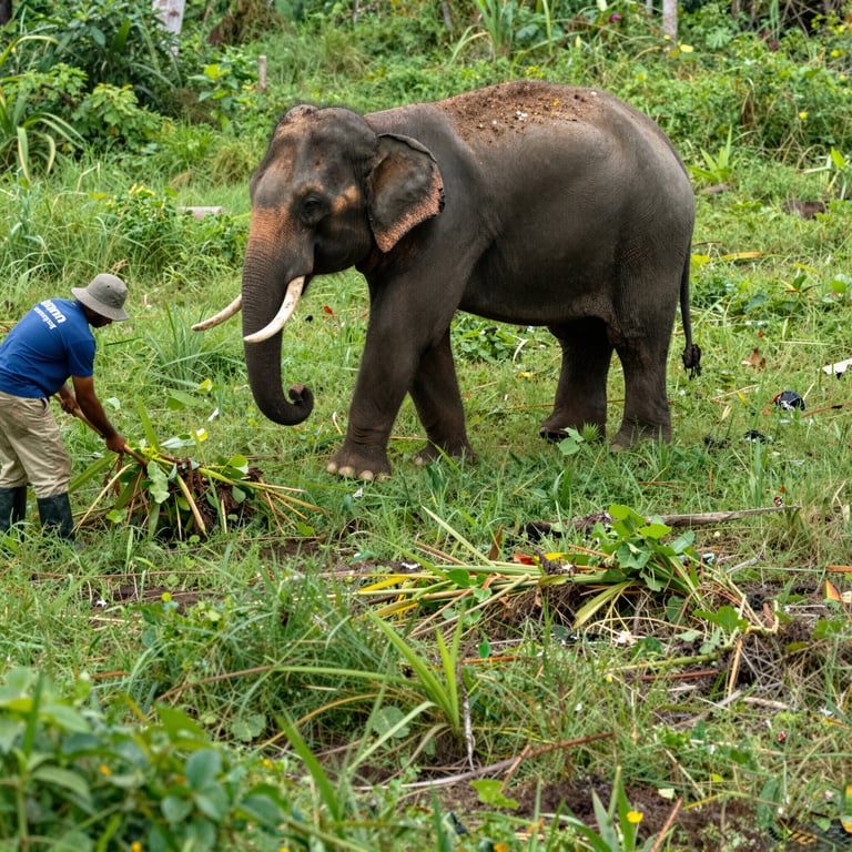Progetto Indonesiano contro Specie Invasive per Salvaguardare Habitat degli Elefanti
