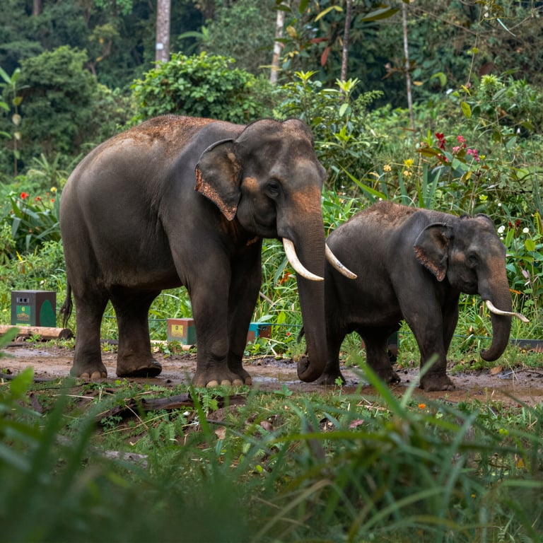 Prabowo Avvia Direttiva Presidenziale per Tutelare la Popolazione di Elefanti nel 2026