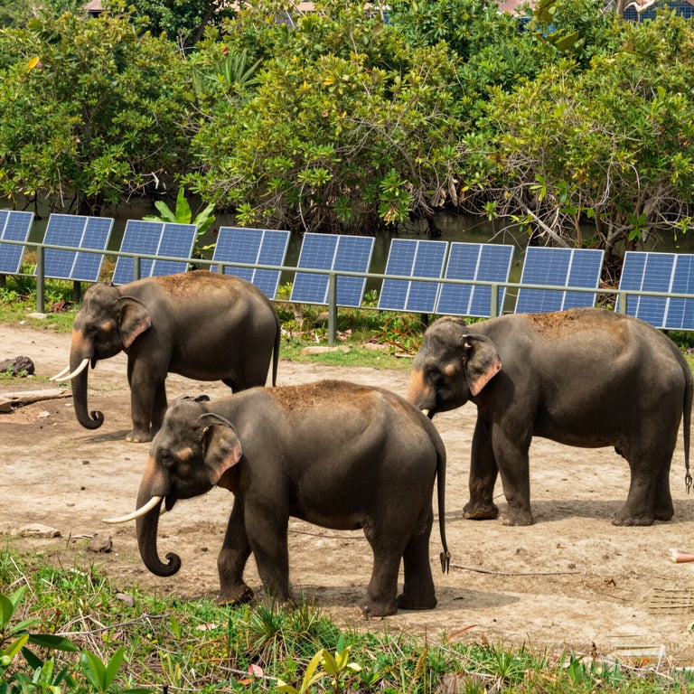 Progetti Sostenibili per Salvare gli Elefanti: Focus su Habitat Protetti