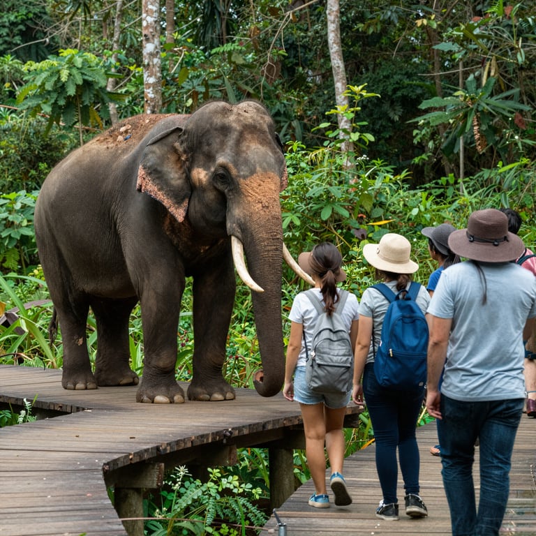 Come il Turismo Responsabile Aiuta la Conservazione degli Elefanti Asiatici