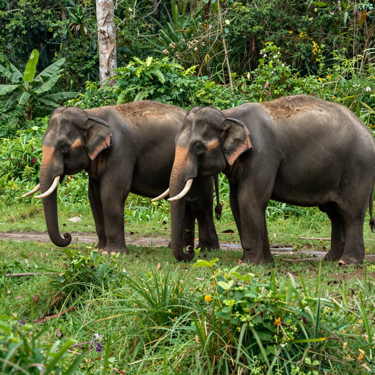 Preservare gli Habitat degli Elefanti Selvatici: Ultime Notizie sulla Tutela Ambientale