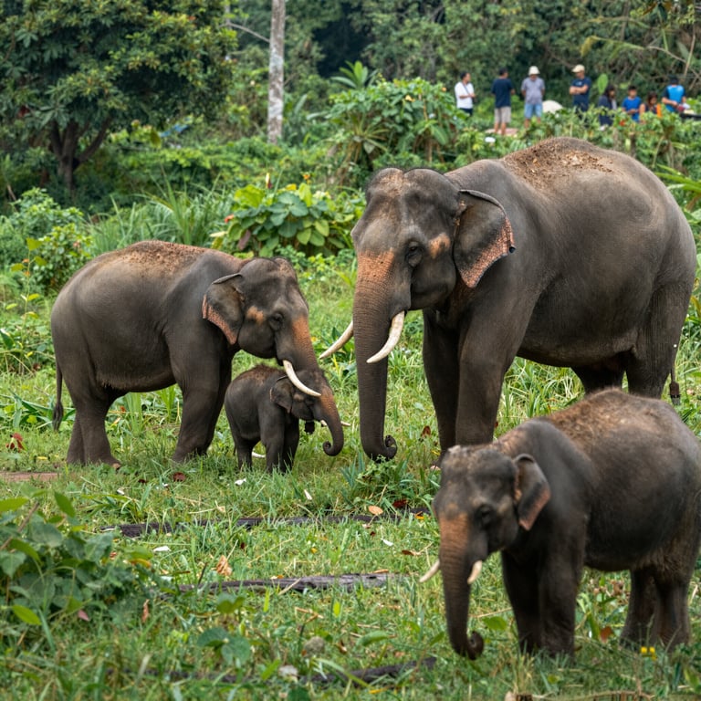 Il Turismo Responsabile: Chiave per Salvare gli Elefanti Asiatici dal Declino