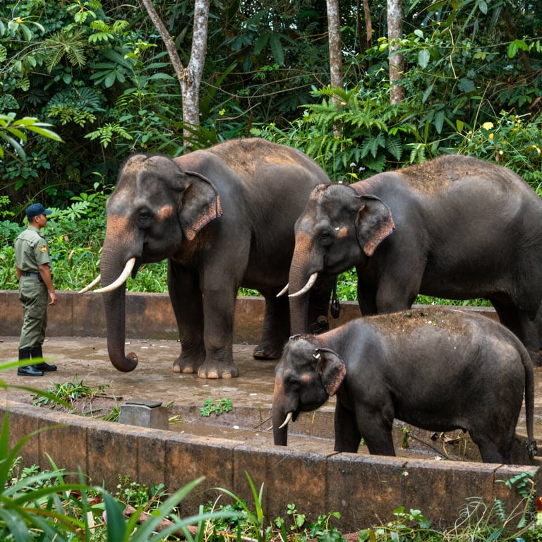 Iniziative di conservazione per proteggere gli elefanti endemici delle foreste vietnamite
