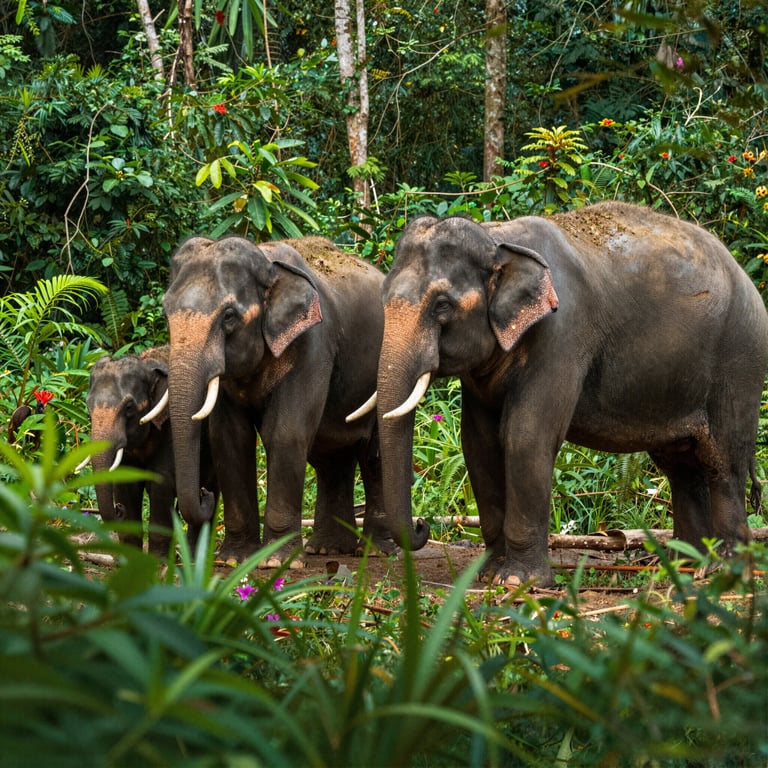 Salva gli Elefanti: Iniziative per Conservare Foreste e Fauna Selvatica