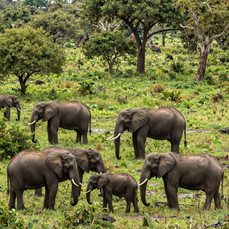 Proteggere gli Elefanti Africani dalle Minacce Ambientali Contemporanee