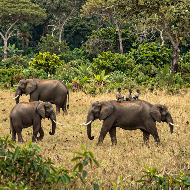 Combattere il Bracconaggio e Preservare l'Habitat: Azioni per Salvare gli Elefanti Selvatici