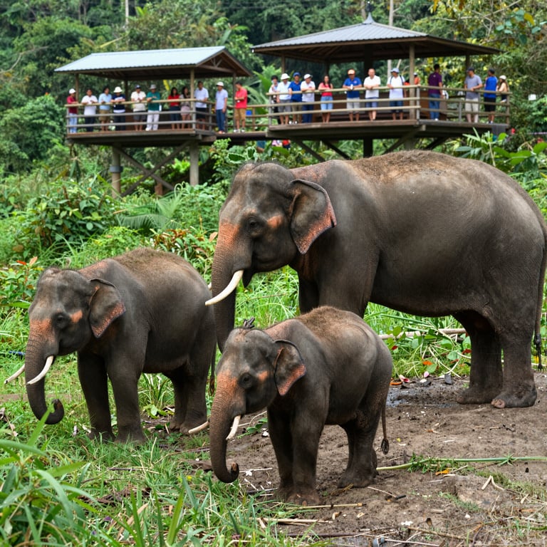 Il Turismo Sostenibile a Sostegno della Conservazione degli Elefanti Asiatici