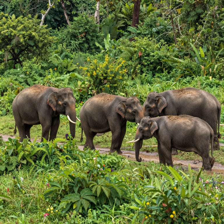 Preservazione degli Habitat Elefanti: Ultime Notizie sulla Protezione della Fauna Selvatica