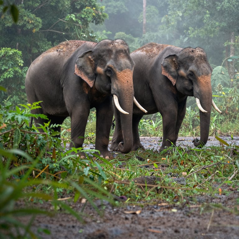 Le Iniziative di Successo che Stanno Salvando gli Elefanti dalla Scomparsa