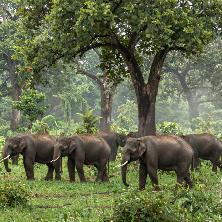 Solo la Libertà Garantisce un Habitat Adeguato agli Elefanti