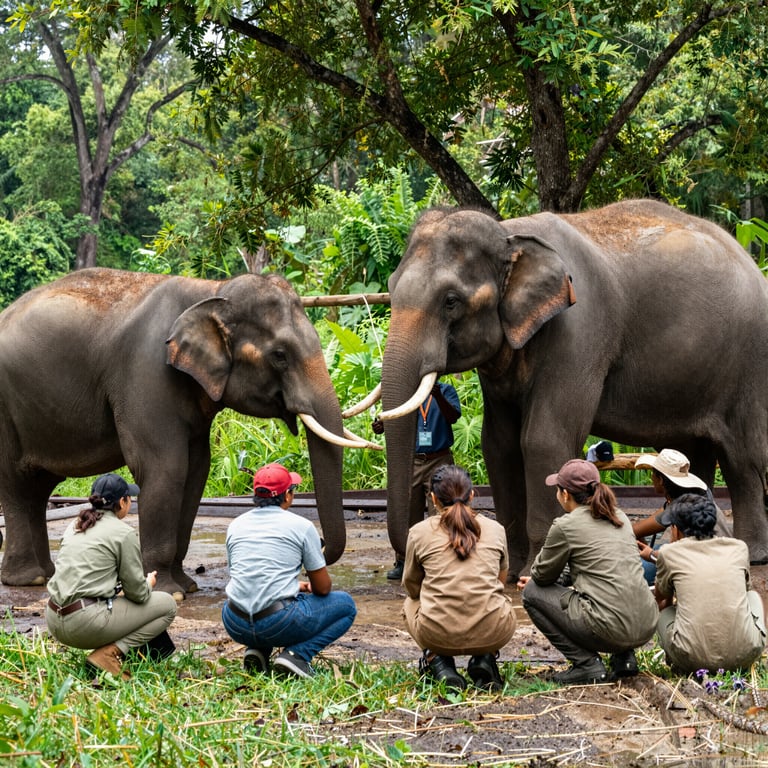 Proteggere gli Elefanti Minacciati: Ruolo dei Santuari e delle Organizzazioni Internazionali