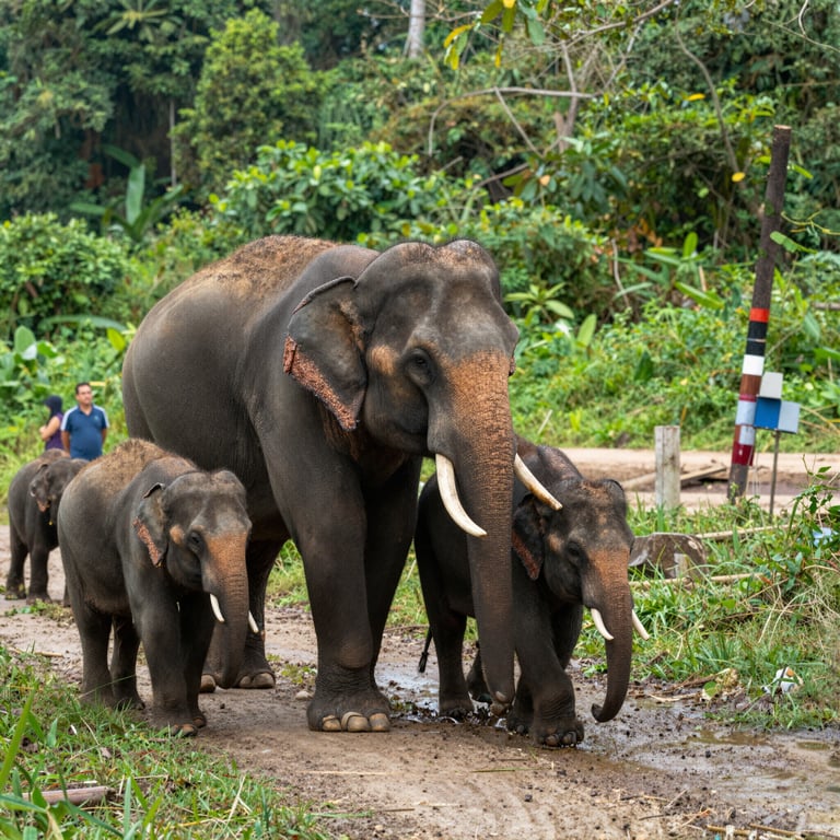 Come il Turismo Sostenibile Aiuta a Conservare gli Elefanti Asiatici in Asia