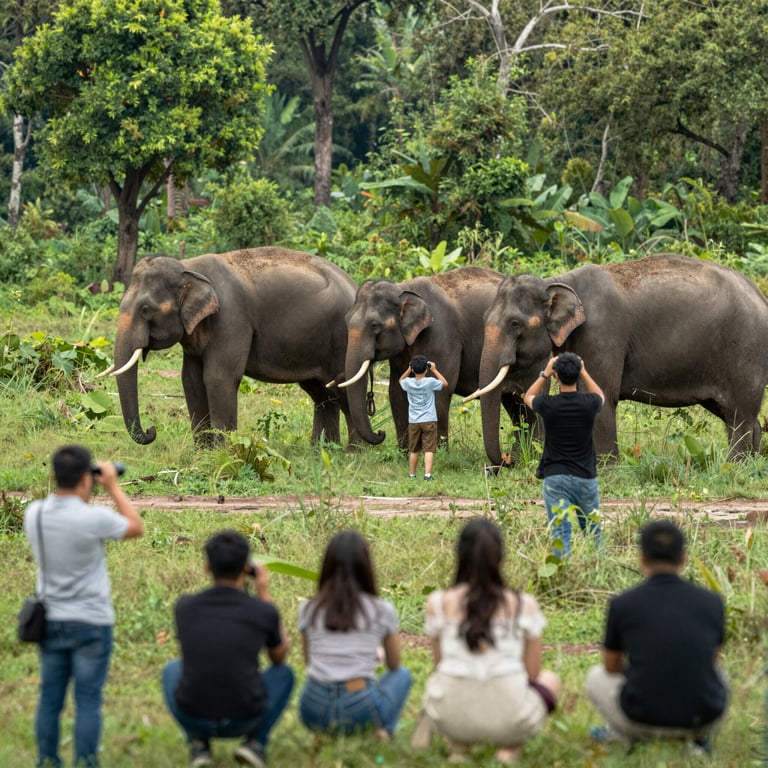 Scopri Modi Etici per Avvistare Elefanti Senza Causare Danni
