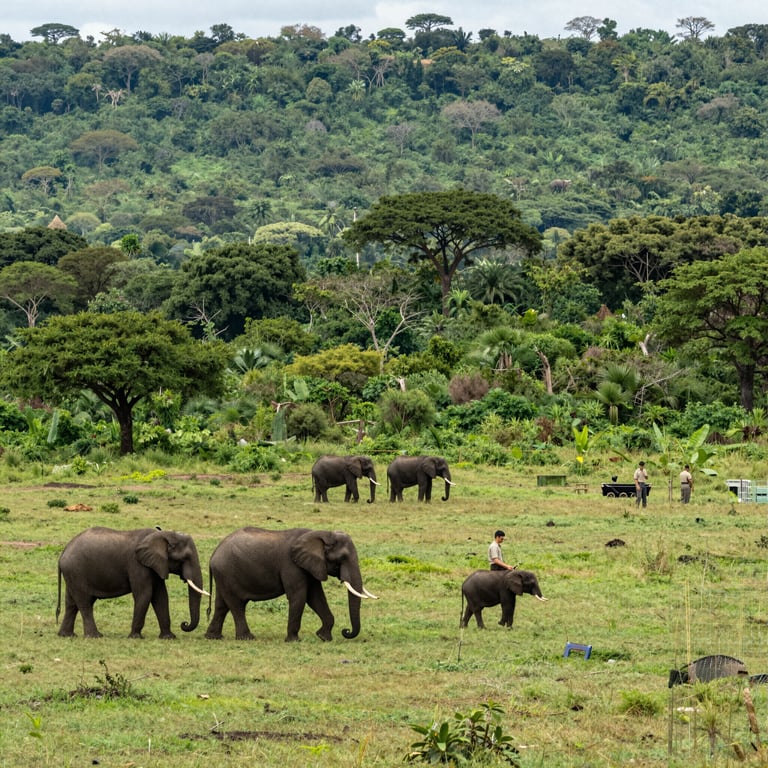 Iniziative Globali di Save the Elephants per la Conservazione nel 2026