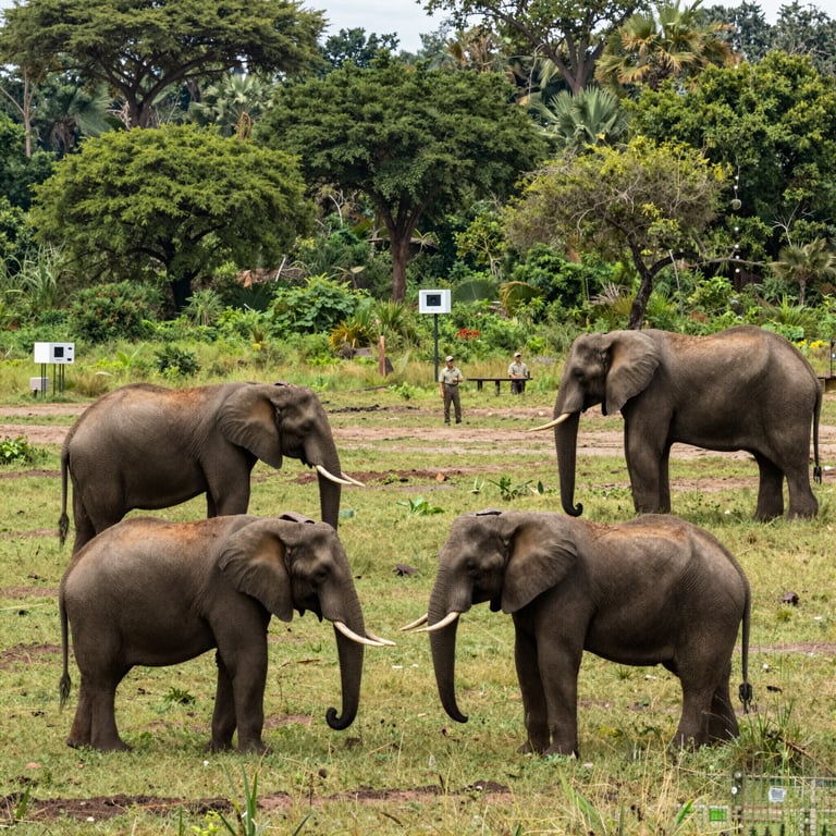 Strategie Efficaci per Proteggere e Conservare la Popolazione Elefantina