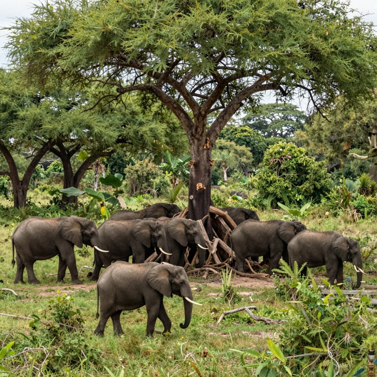 L'Urgenza di Conservare gli Elefanti per Salvaguardare l'Ecosistema Africano