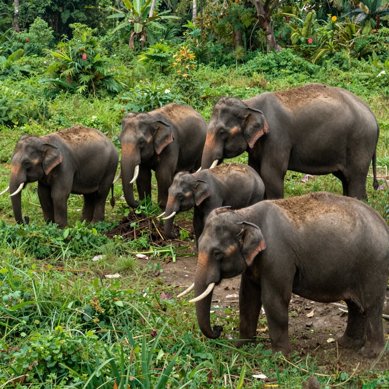 Strategie Efficaci per Salvare le Popolazioni di Elefanti in Pericolo