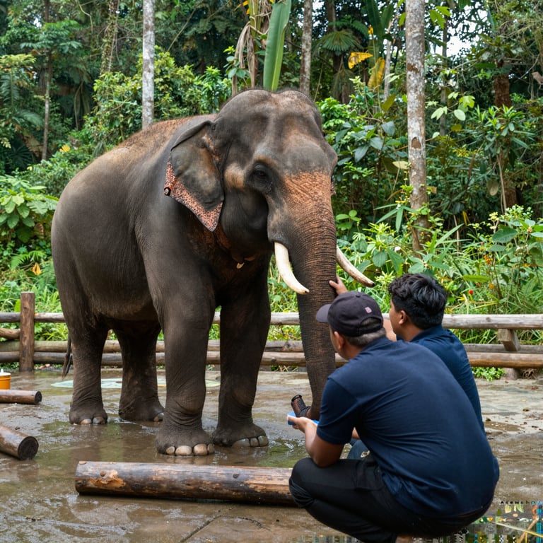 Il Centro per la Conservazione degli Elefanti: Soccorso e Riabilitazione per la Sopravvivenza
