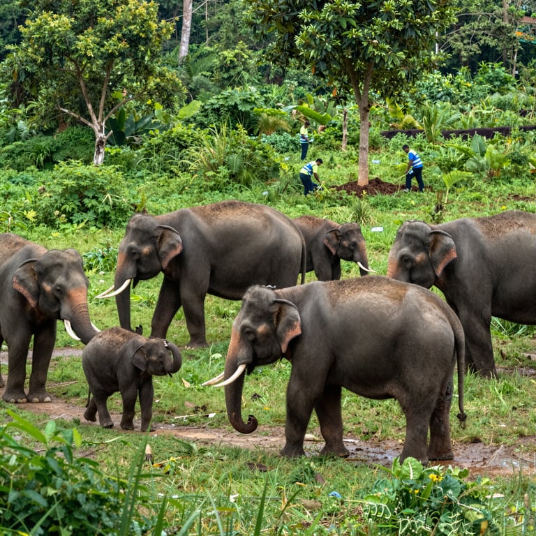 Preservare gli Habitat degli Elefanti: Iniziative per la Tutela delle Specie in Pericolo
