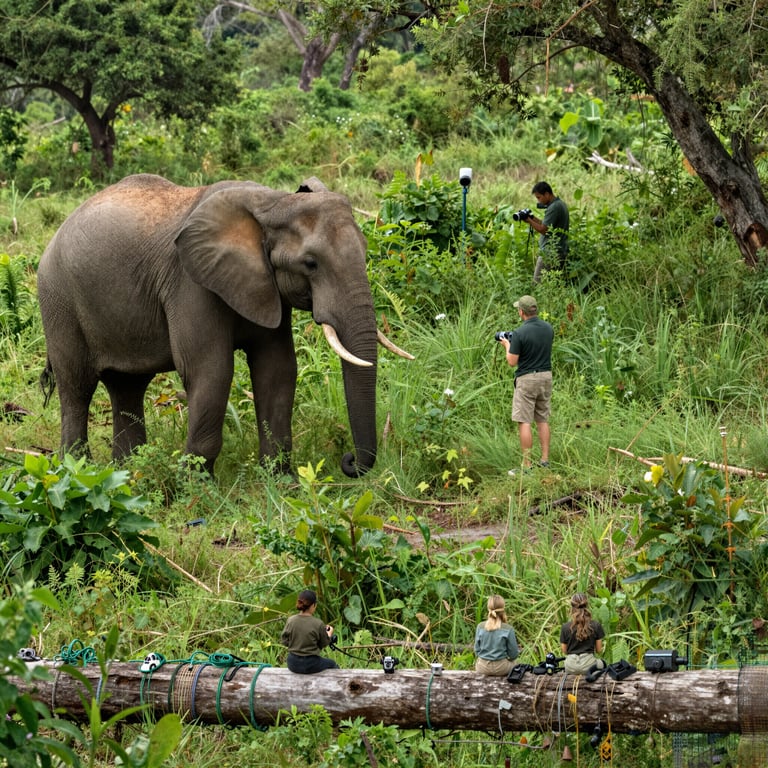 Sfide e Soluzioni nella Conservazione degli Elefanti Forestali in Africa