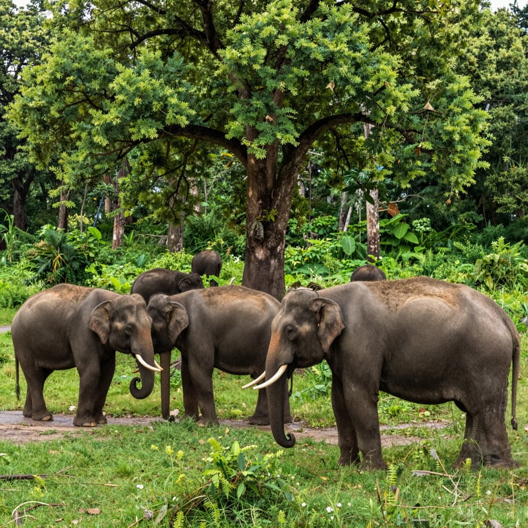 Iniziative Globali di DSWF per Proteggere l'Habitat Naturale degli Elefanti