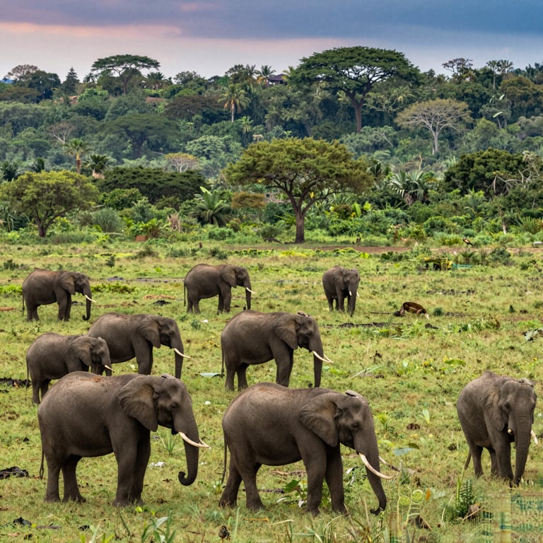 Preservare l'Habitat Naturale degli Elefanti: Iniziative Globali per la Tutela della Fauna Selvatica